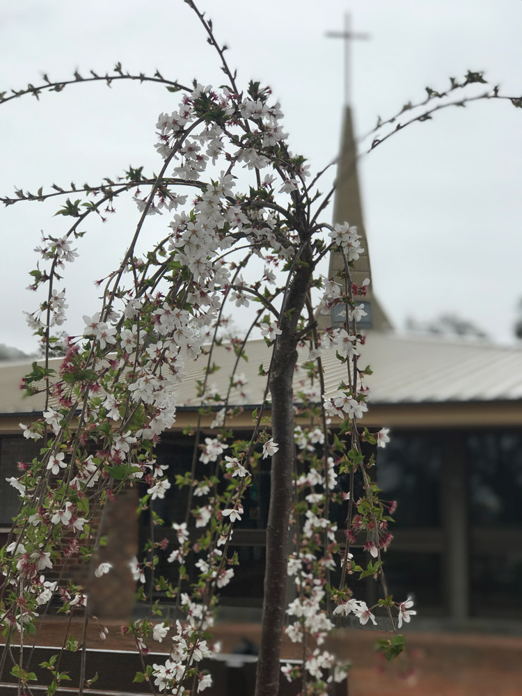 Cherry tree at Page