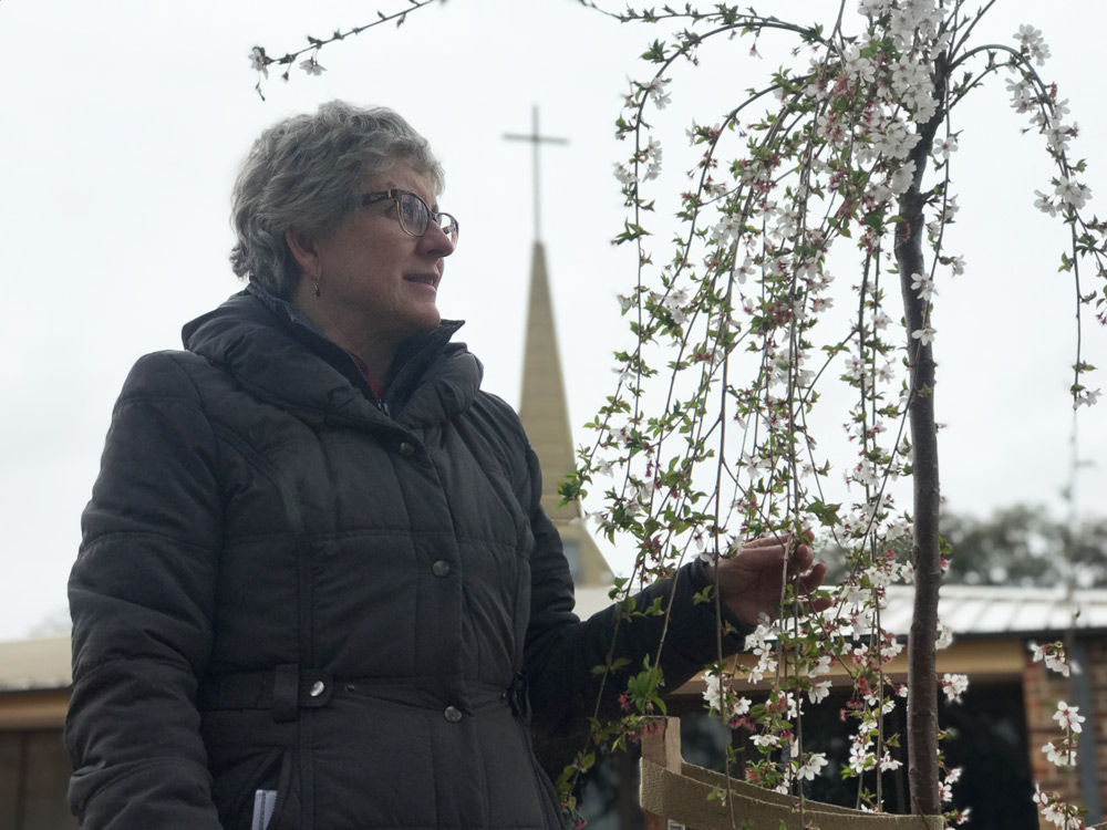 Beth Gibson alongside the weeping cherry tree at St Matthew's, Page.